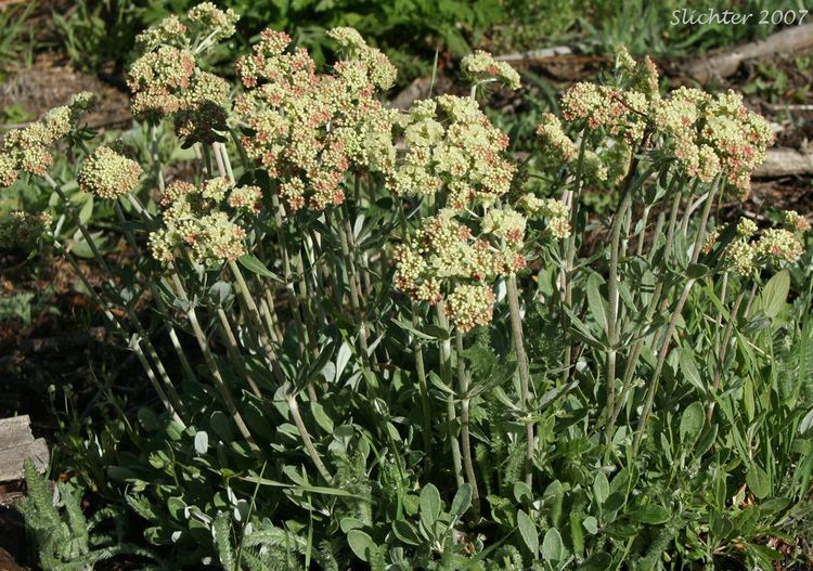 Eriogonum heracleoides Buckwheats The Genus Eriogonum East of the Cascade Mts of Oregon