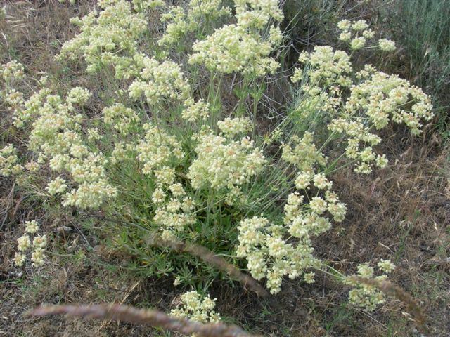 Eriogonum heracleoides Eriogonum heracleoides