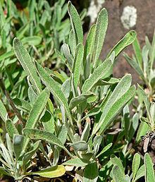 Eriogonum heracleoides httpsuploadwikimediaorgwikipediacommonsthu