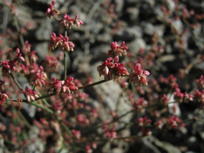 Eriogonum hoffmannii