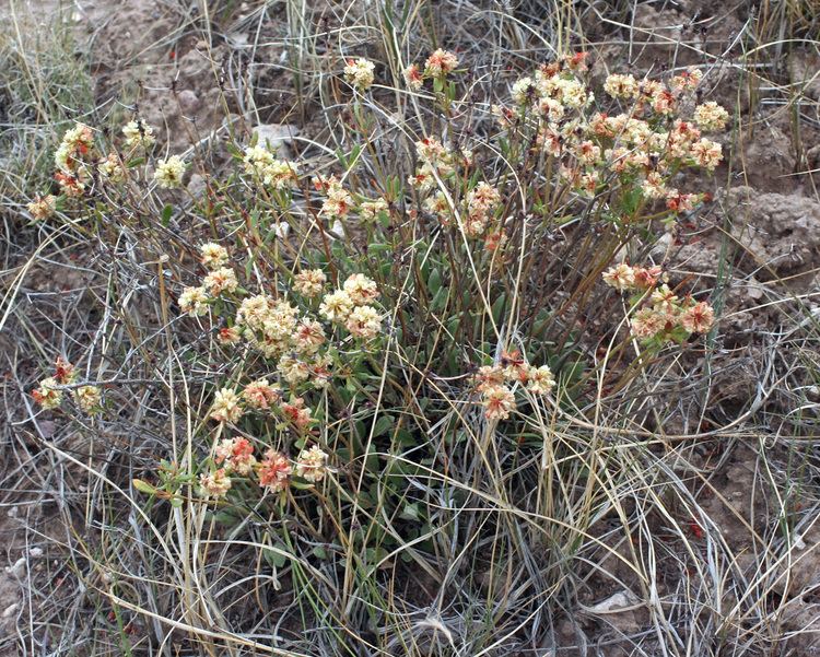 Eriogonum jamesii Vascular Plants of the Gila Wilderness Eriogonum jamesii