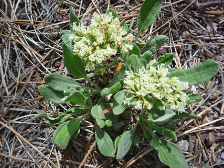 Eriogonum jamesii wwwamericansouthwestnetplantsphotographs450er