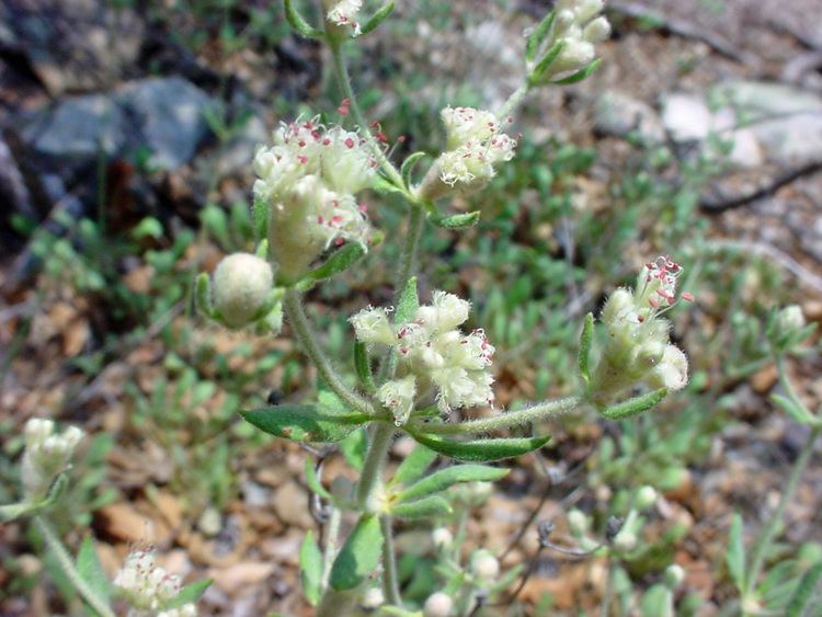 Eriogonum jamesii Vascular Plants of the Gila Wilderness Eriogonum jamesii