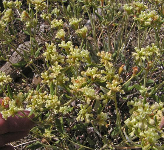 Eriogonum jamesii Southwest Colorado Wildflowers Eriogonum jamesii