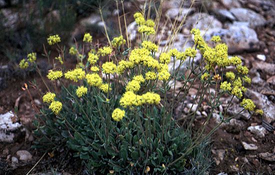 Eriogonum jamesii Eriogonum as a Rock Garden Plant