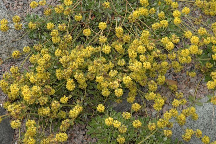 Eriogonum jamesii Eriogonum jamesii Polygonaceae image 33701 at DiversityOfLifeorg