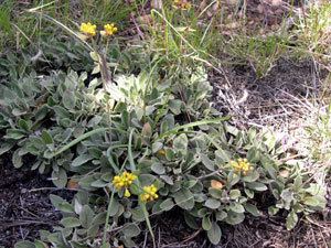 Eriogonum jamesii Eriogonum jamesii