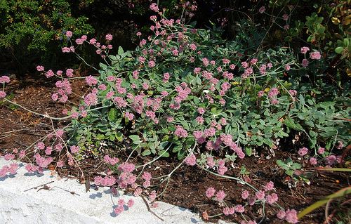 Eriogonum latifolium Flickriver Photoset 39Eriogonum latifolium39 by peteeastbaywildscom