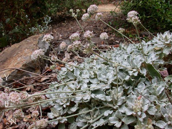 Eriogonum latifolium Eriogonum latifolium Yerba Buena Nursery Specializing in