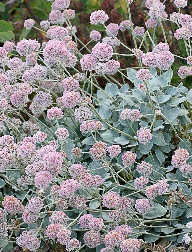 Eriogonum latifolium Eriogonum latifolium quotSeaside Buckwheatquot Buy Online at Annie39s Annuals