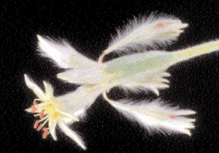 Eriogonum longifolium var. gnaphalifolium