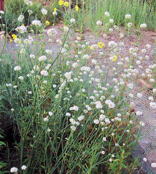 Eriogonum nudum Town Mouse and Country Mouse Plant of the Moment Eriogonum Nudum