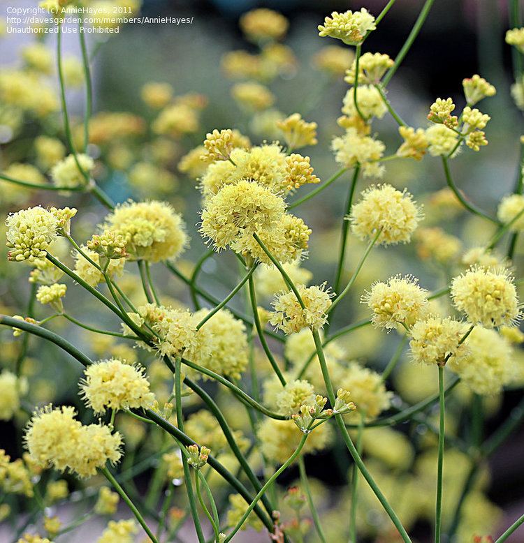 Eriogonum nudum PlantFiles Pictures Naked buckwheat 39Ella Nelson39s Yellow