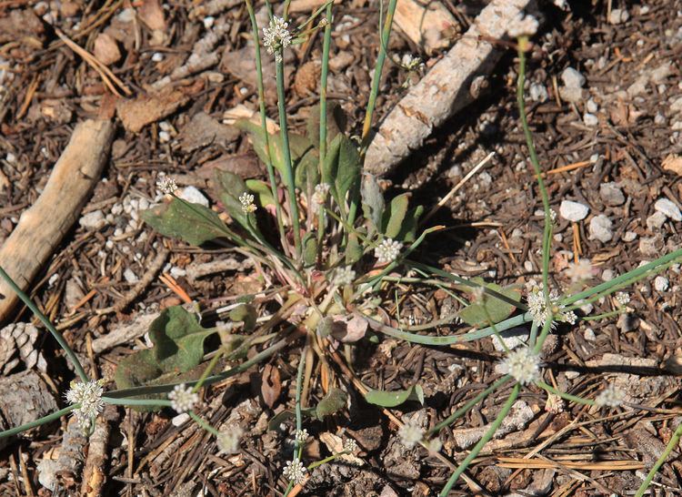 Eriogonum nudum FileNude buckwheat Eriogonum nudum basal leavesjpg Wikimedia Commons