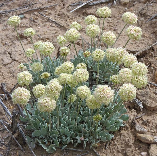 Eriogonum ovalifolium Southwest Colorado Wildflowers Eriogonum 1