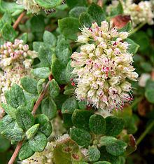 Eriogonum parvifolium Eriogonum parvifolium Wikipedia