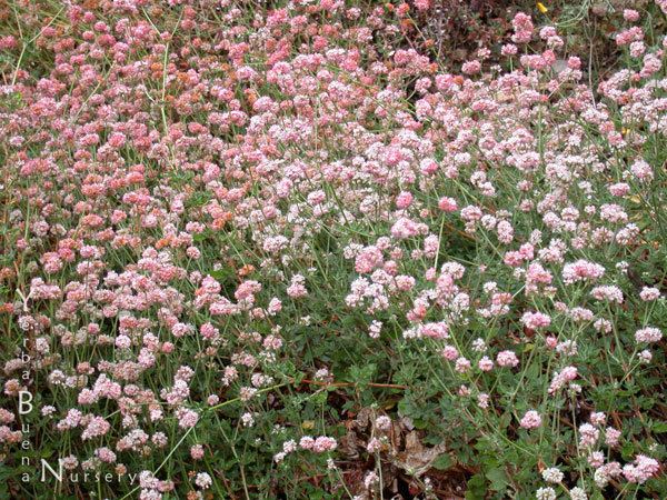 Eriogonum parvifolium Eriogonum parvifolium Yerba Buena Nursery Specializing in