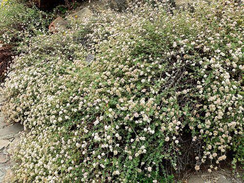 Eriogonum parvifolium Sea Cliff Buckwheat Eriogonum parvifolium