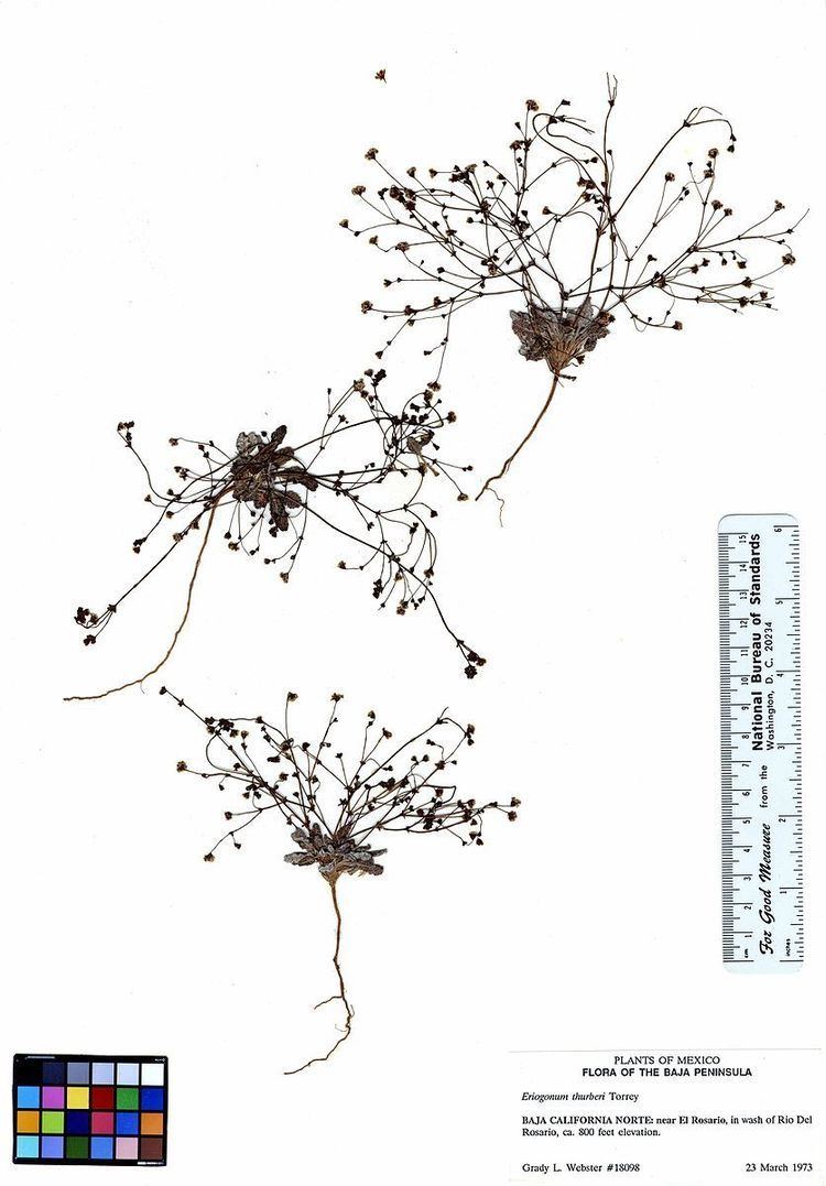 Eriogonum thurberi