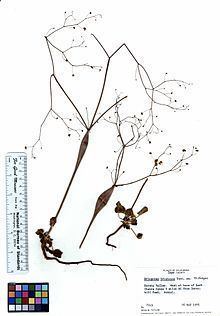 Eriogonum trichopes httpsuploadwikimediaorgwikipediacommonsthu