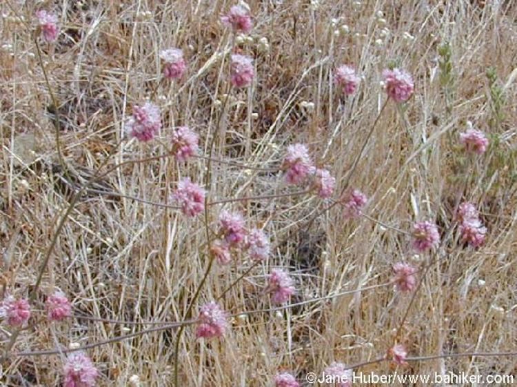 Eriogonum truncatum Bay Area Hiker Purple and Pink Wildflowers