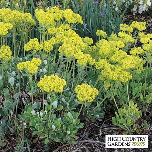 Eriogonum umbellatum mediahighcountrygardenscommediacatalogproduct