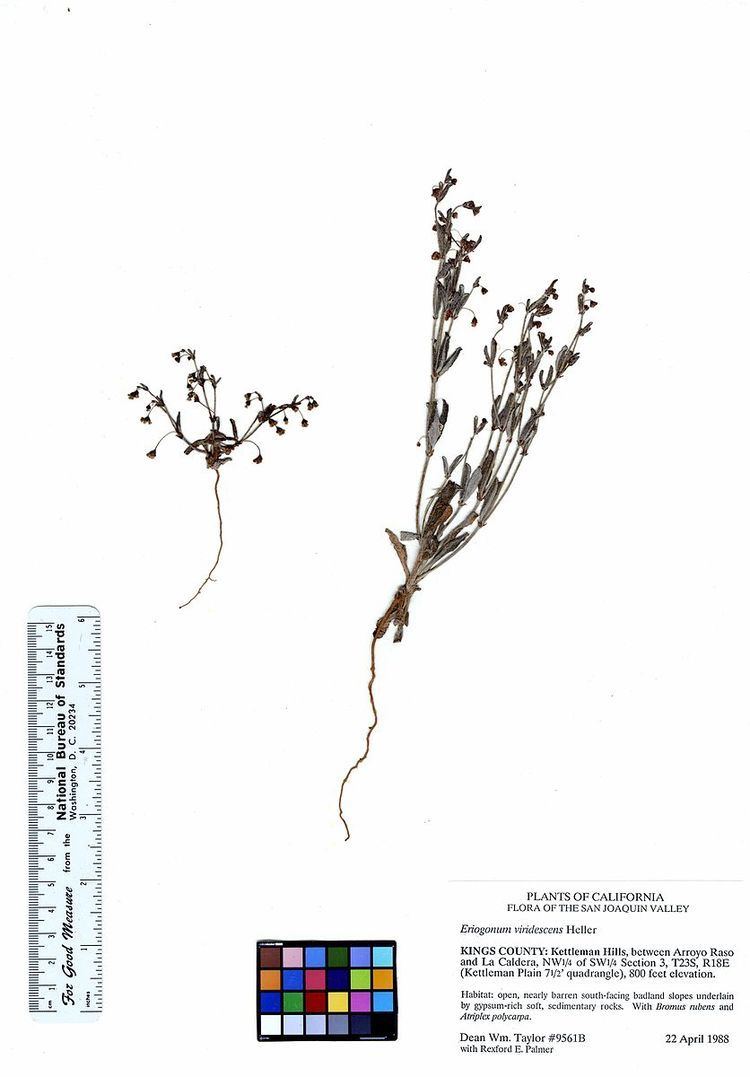 Eriogonum viridescens
