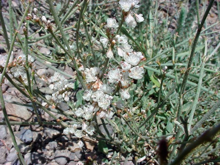 Eriogonum wrightii Vascular Plants of the Gila Wilderness Eriogonum wrightii