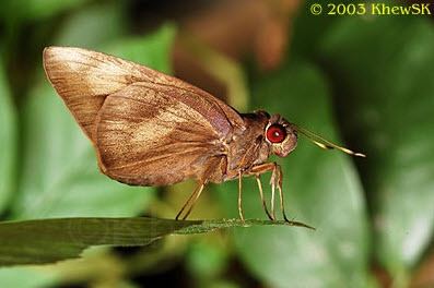 Erionota thrax ButterflyCircle Checklist