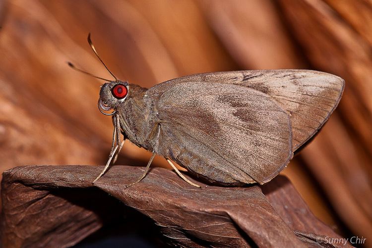 Erionota torus ButterflyCircle Checklist