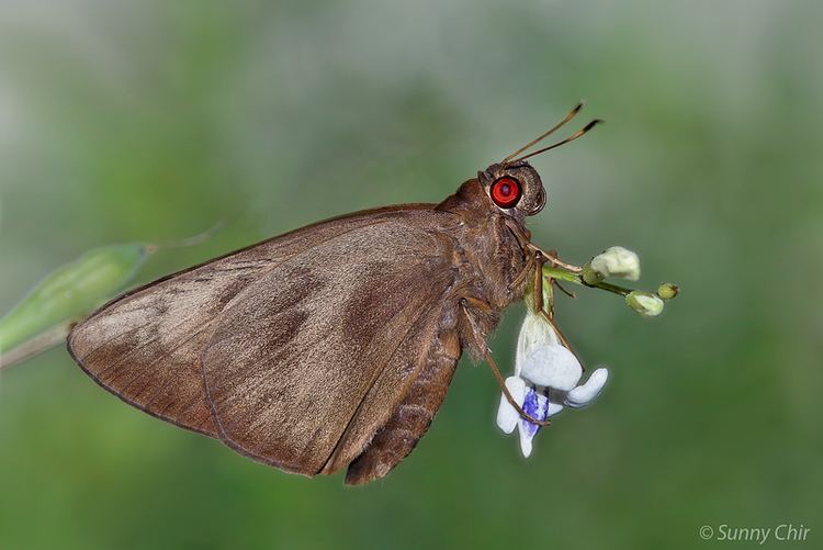 Erionota torus ButterflyCircle Checklist