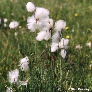 Eriophorum Eriophorum angustifolium Honck Common Cottongrass Flora of