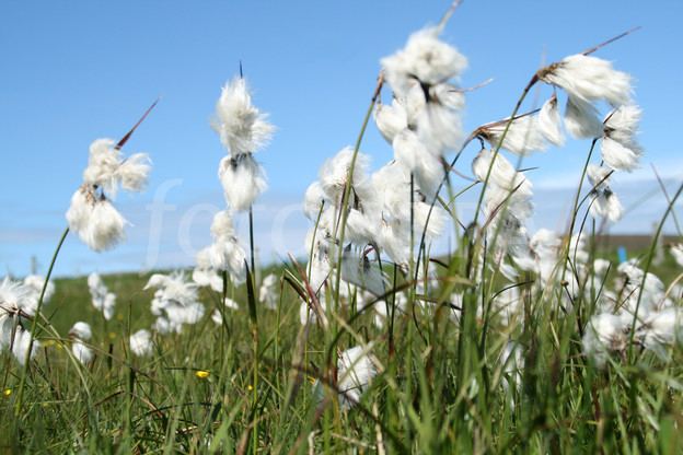 Eriophorum angustifolium Cotton grass 2 Eriophorum angustifolium
