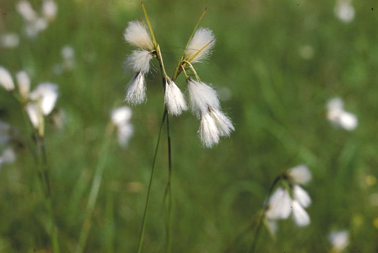 Eriophorum gracile httpsnewfss3amazonawscomtaxonimages1000s1