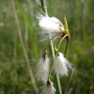 Eriophorum gracile Eriophorum gracile