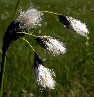 Eriophorum gracile Eriophorum gracile Slender cottongrass Schlankes Wollgras Krrull