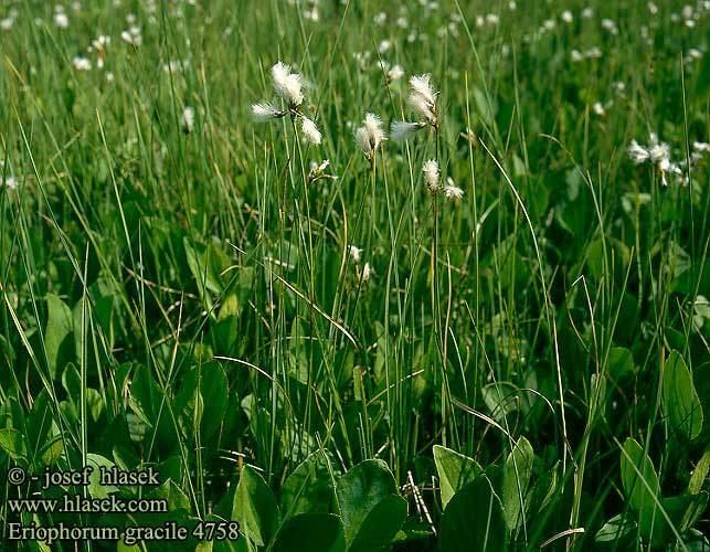 Eriophorum gracile Eriophorum gracile Slender Cottongrass Fin Karuld Hoikkavilla