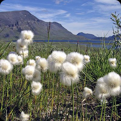 Eriophorum scheuchzeri Eriophorum scheuchzeri Cottongrass Scheucher39s Wollgras Polarull