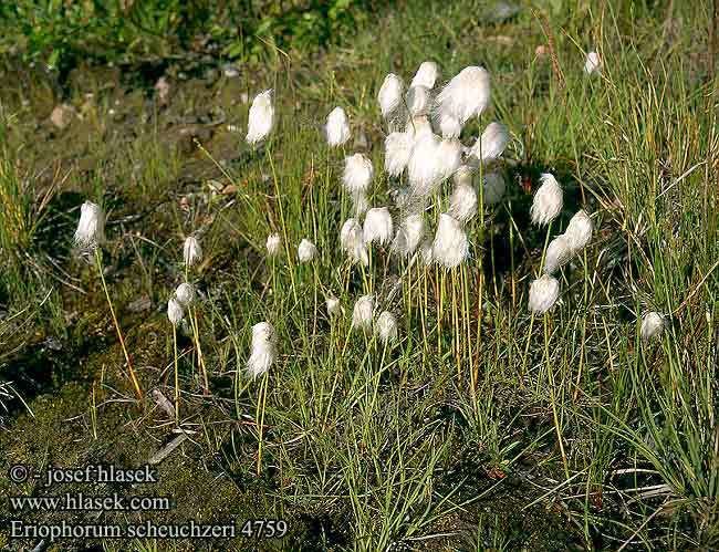 Eriophorum scheuchzeri Eriophorum scheuchzeri Scheuchzers Wollgras Scheuchzer39s Cottongrass