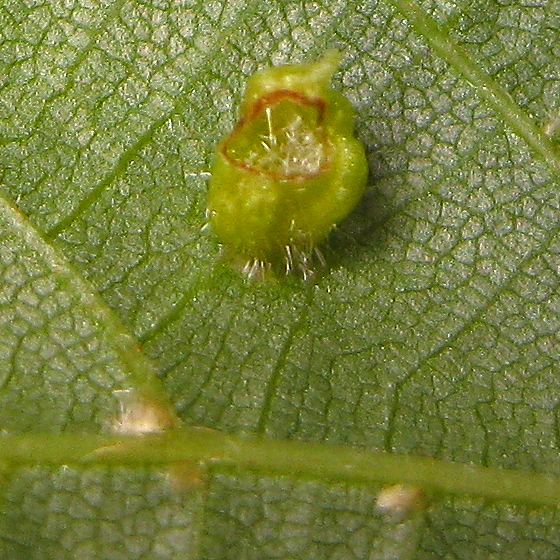 A close-up picture of Eriophyes tiliae.