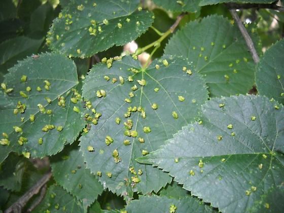 A group of Eriophyes tiliae in green leaves.