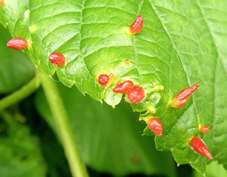 Eriophyes tiliae in a green leaf.