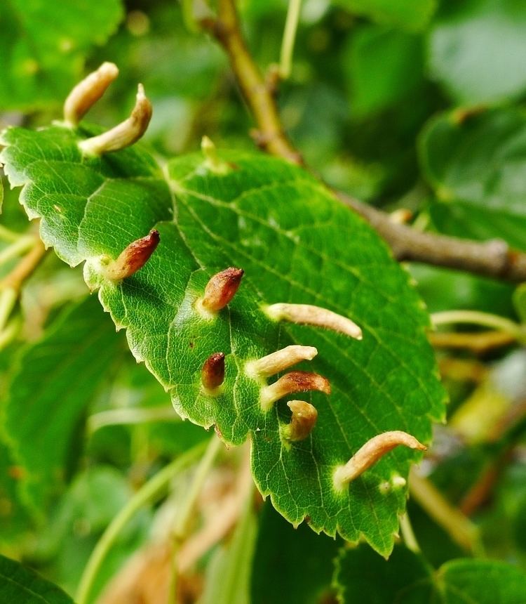 Eriophyes tiliae in a green leaf.