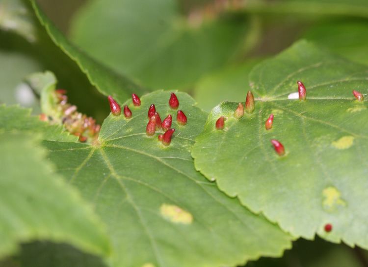 Eriophyes tiliae in green leaves.