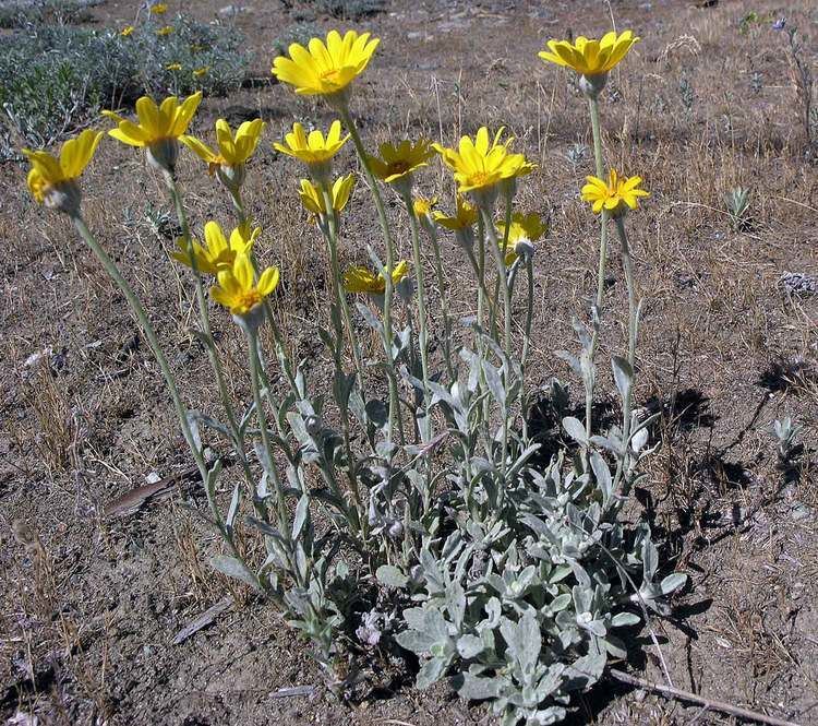 Eriophyllum Eriophyllum