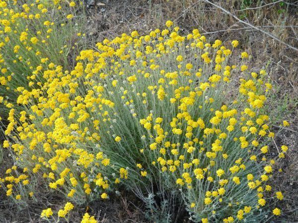 Eriophyllum Eriophyllum confertiflorum Golden Yarrow