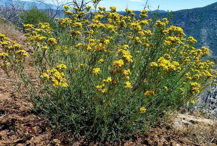 Eriophyllum Eriophyllum