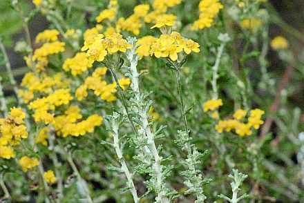 Eriophyllum confertiflorum Eriophyllum confertiflorum Gallery Bay Natives Bring Nature Into