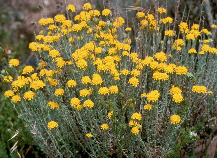 Eriophyllum confertiflorum CalPhotos