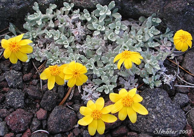 Eriophyllum lanatum Common Eriophyllum Common Woolly Sunflower Oregon Sunshine Woolly